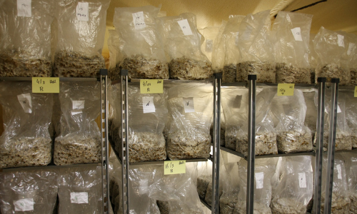 Zijn magic truffels legaal?