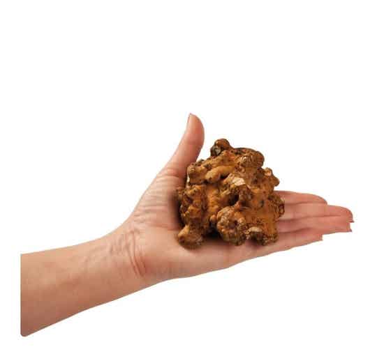 Psilocybe Hollandia XP truffels 20 gram