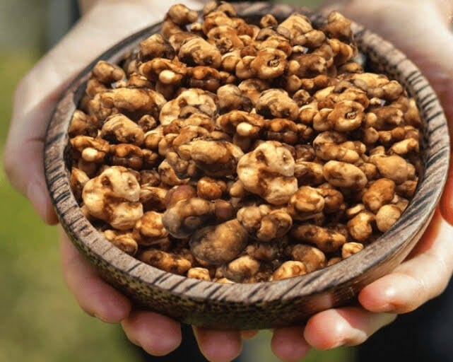 Magic truffles vs Ayahuasca