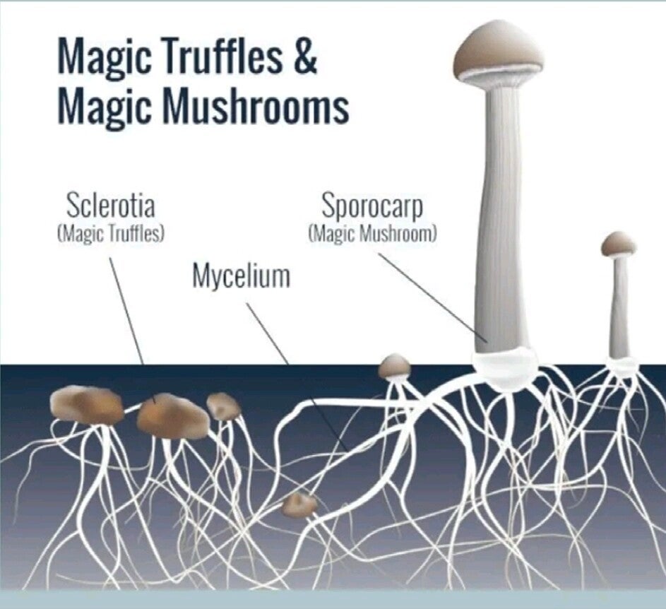 Wat zijn magic truffels? Uitleg, werking en verschil met paddo’s