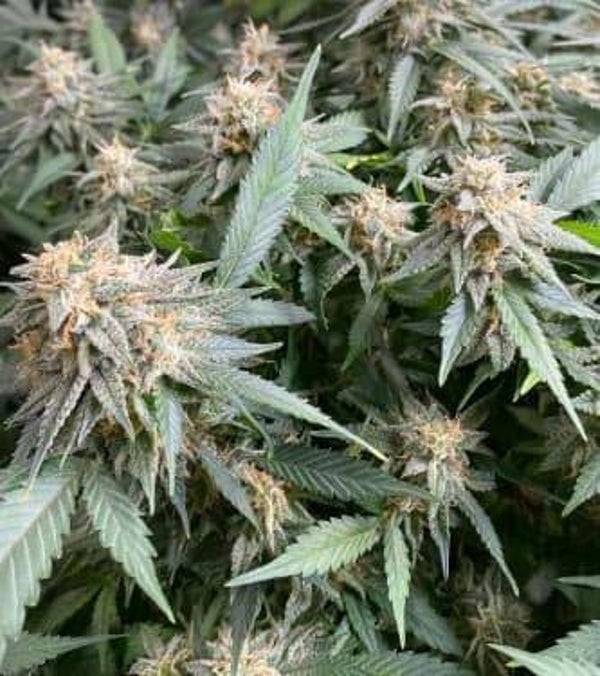 Auto Seeds Kush 3x