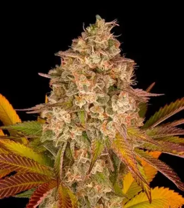 Auto Seeds Cookie 3x