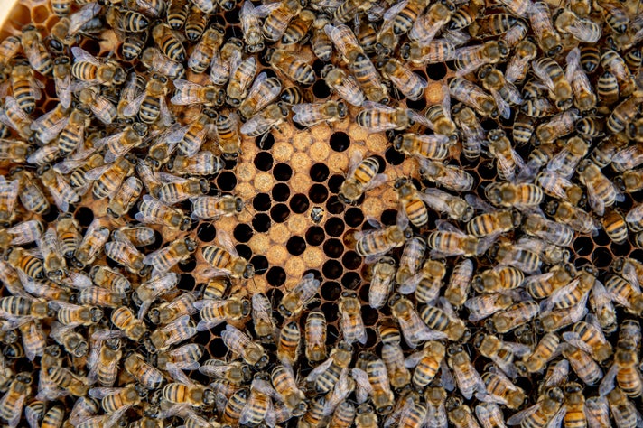 des abeilles sur un cadre, naissance d'une ouvrière, apicultrice de Brignais, Vourles, Saint Genis Laval,