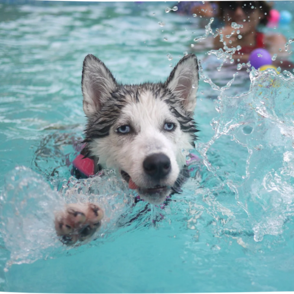 Therapy Swim Session (no instructor) 30 minutes