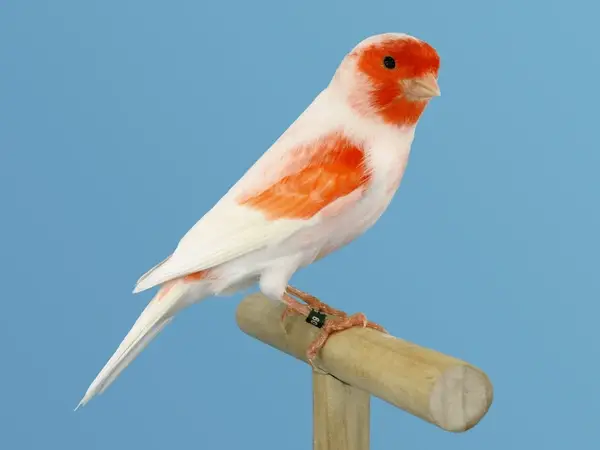 k-red-white-canary-bird-600nw-1963154281-standard.webp