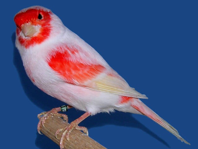 k-rood-mozaiek-type-2-d-1-standard.jpg