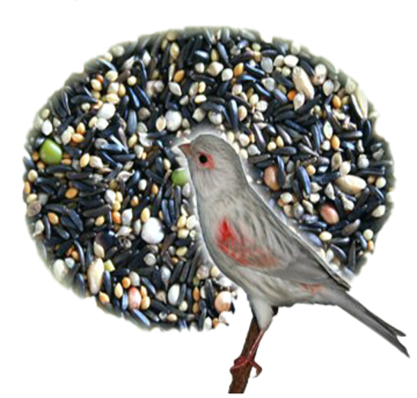 Kiemzaden voor Roodmozaïek  | JPL Birds Premium Kiemmix