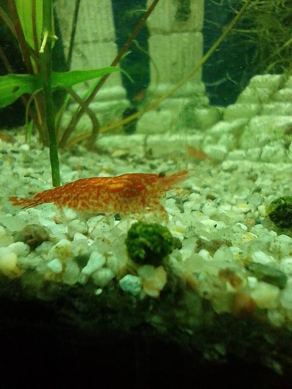 Red Fire Garnele