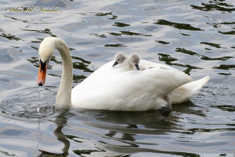 Cuddles from Amsterdam (1)