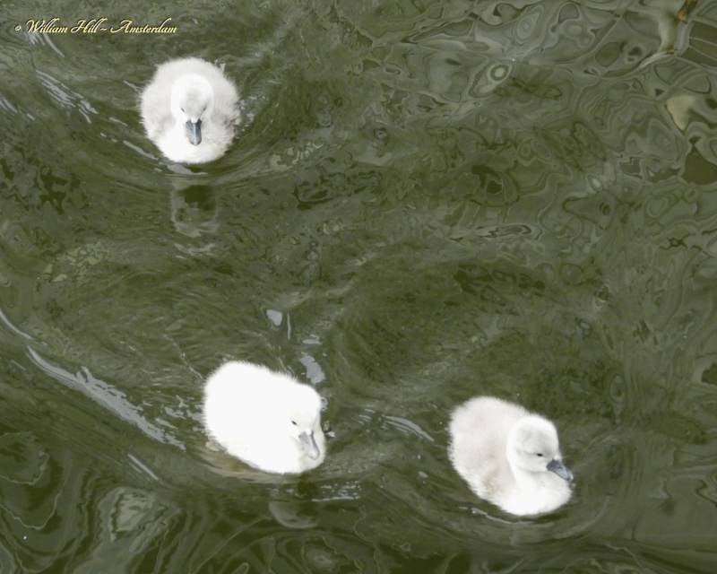 Cuddles from Amsterdam (10)