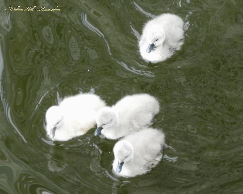 Cuddles from Amsterdam (11)