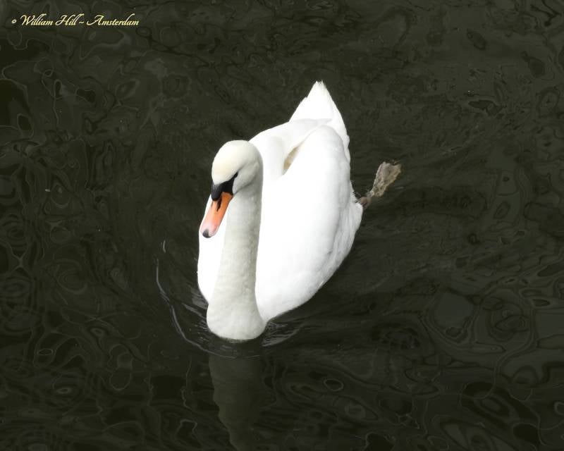 Cuddles from Amsterdam (12)