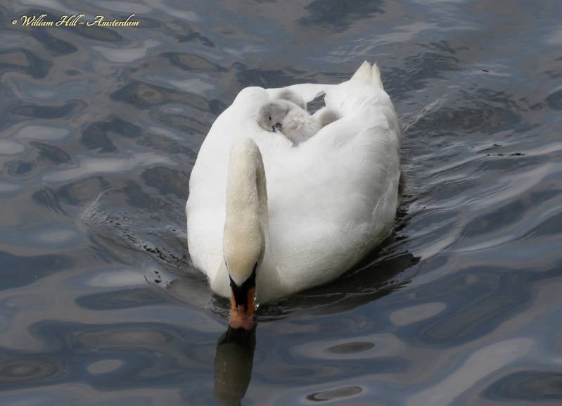 Cuddles from Amsterdam (3)