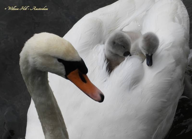 Cuddles from Amsterdam (4)