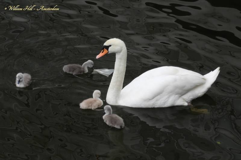 Cuddles from Amsterdam (5)