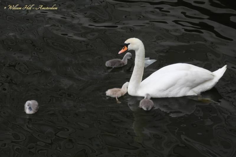 Cuddles from Amsterdam (6)