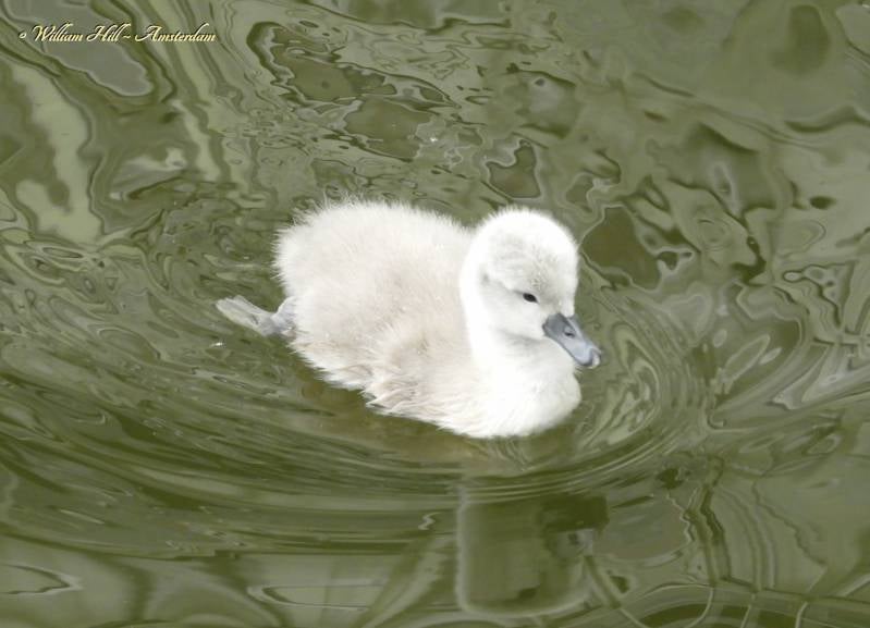 Cuddles from Amsterdam (8)