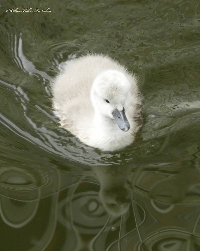 Cuddles from Amsterdam (9)