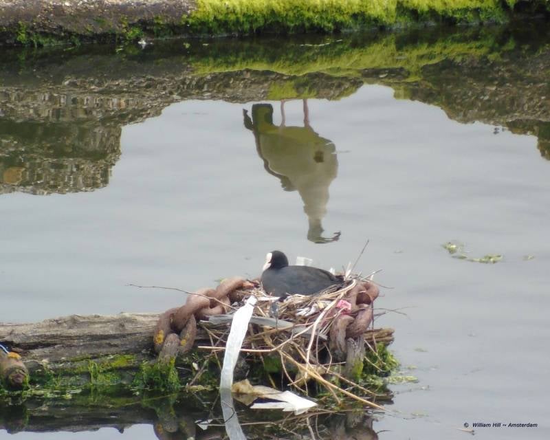 coot on nest, reflecting goose