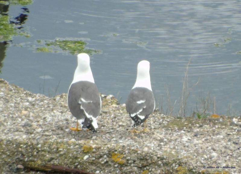 To Love is not to Look at eachother but both in the same direction