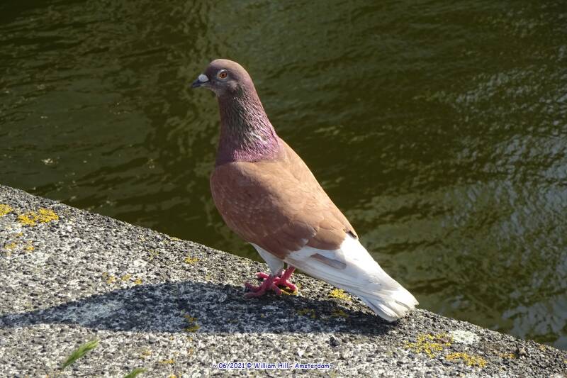and a lovely dove welcomes me back home