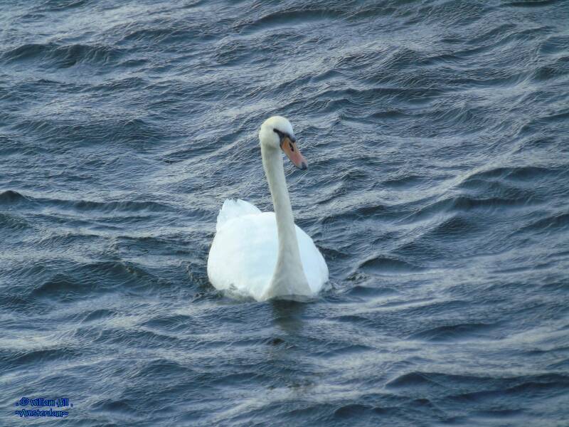 pfff., how long is this line..?