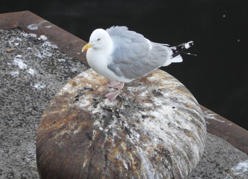 poor thing, waiting for mom or dad to guide him/her home after another long day on this bollard