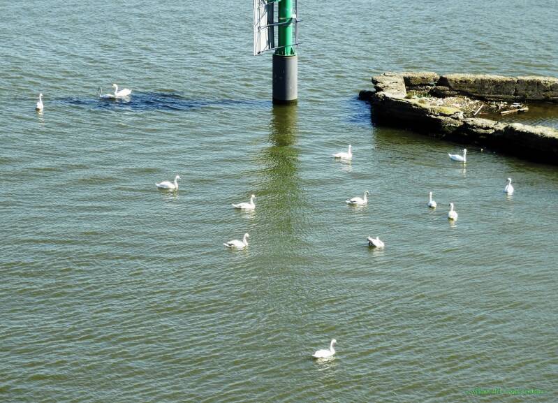 not all in the picture but there are now 14 of them