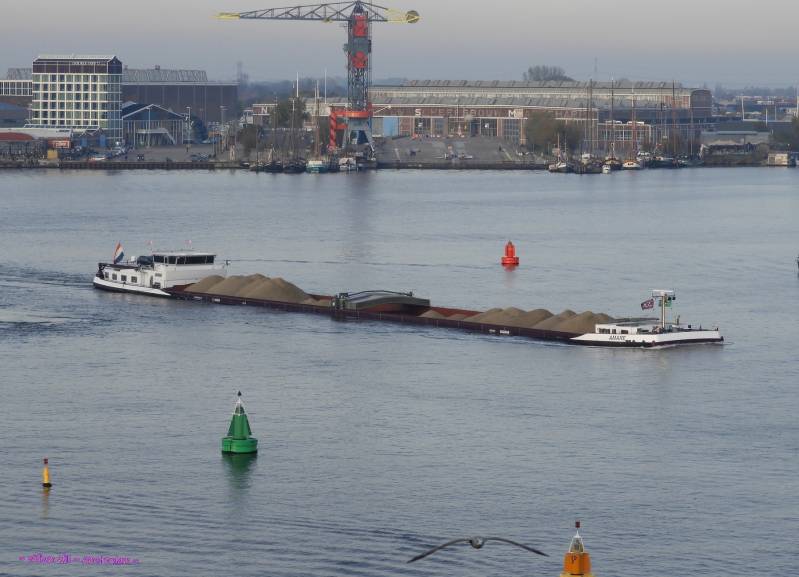 AMARE with same Gull