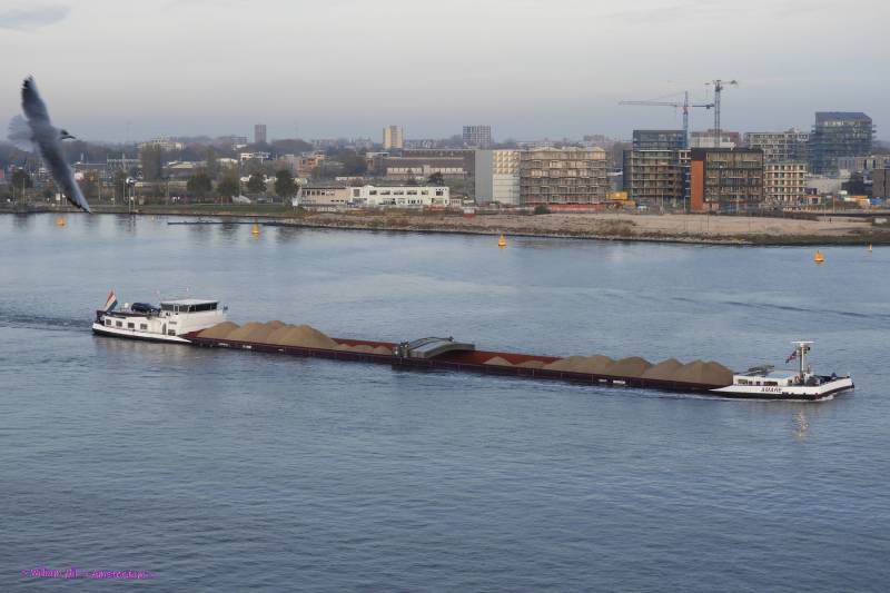AMARE with an other Gull