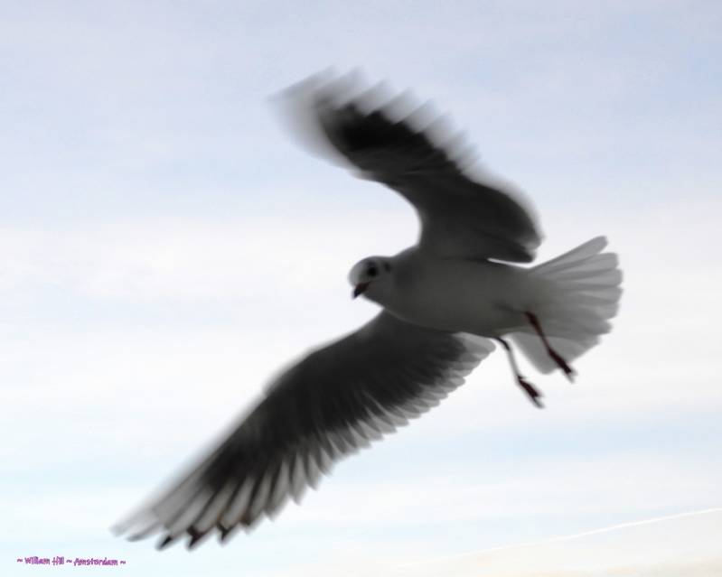 coming close to me, asking for food