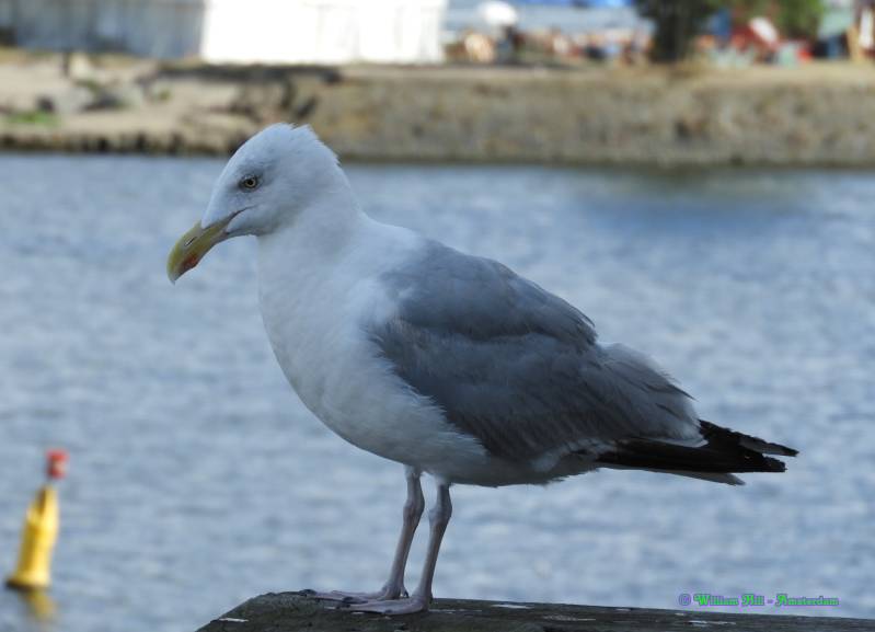 oof, you're an oldie (or very disappointing in Life)