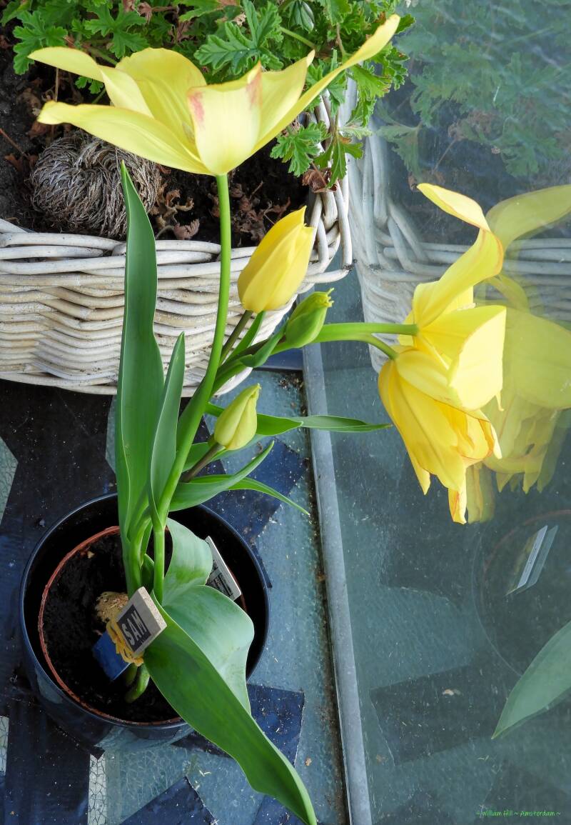The 2nd tulip glued to the window, like a child who wants to sit in front
