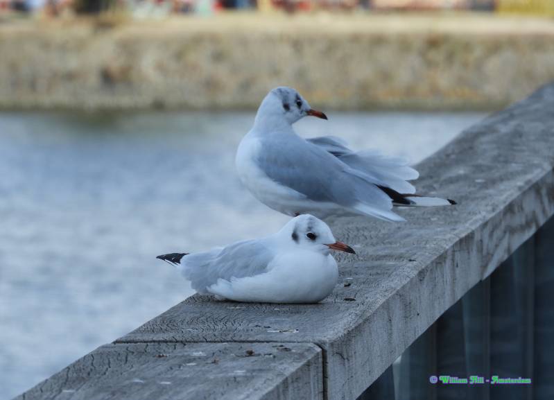 they don't have eye for it