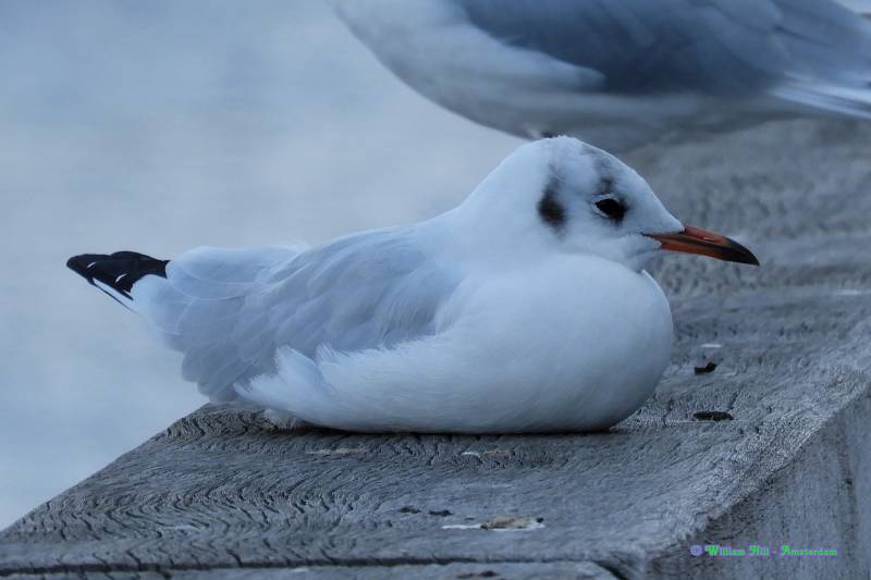 they only want to sleep