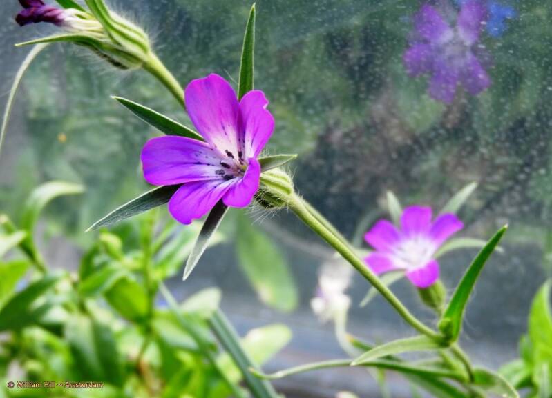 a happy flower on my balcony