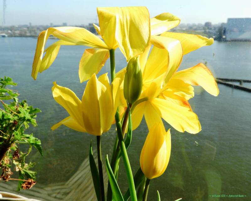 The tulips 3 and 4 open too today