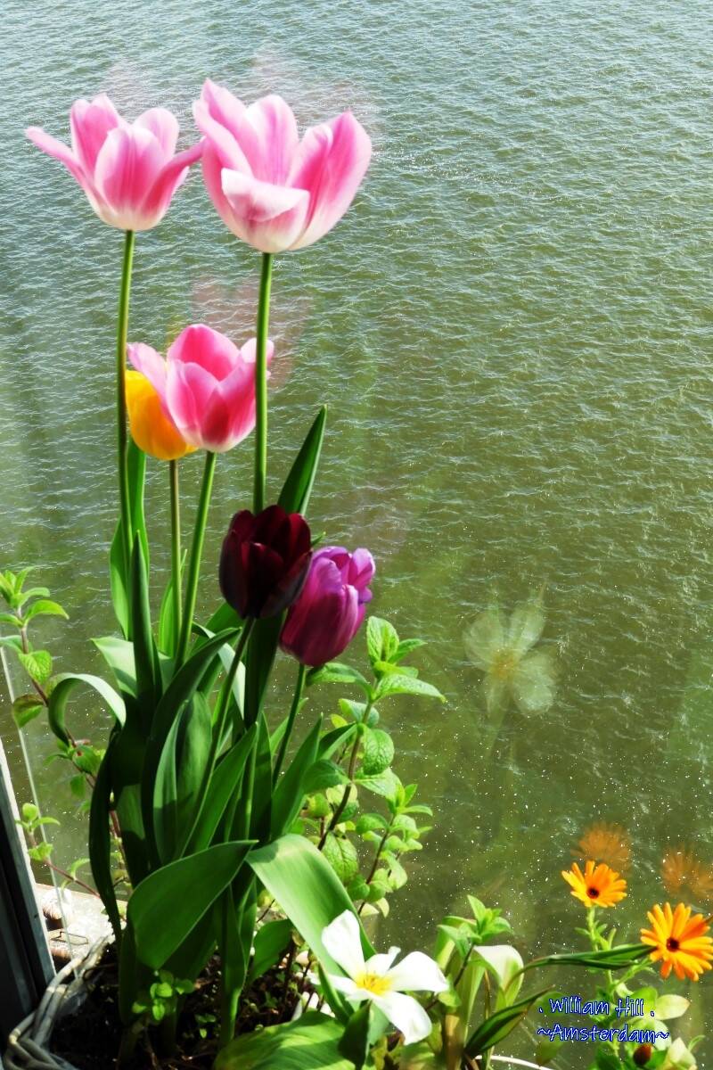 (13) - doing great in sun with cold temperatures