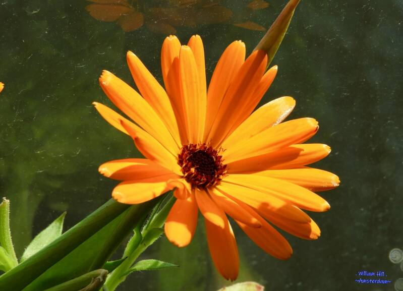 nice Goudsbloem flower