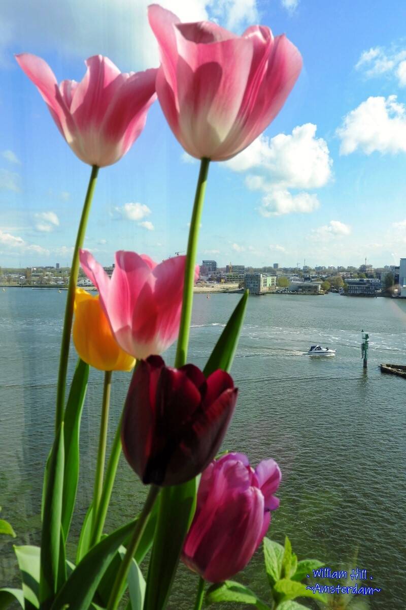 the tulips reaching still higher at the IJ