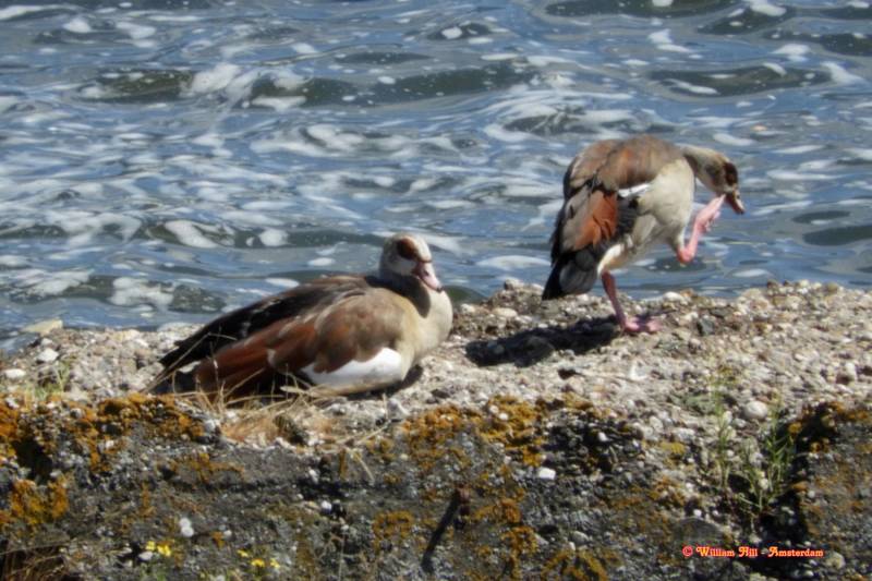 poor black thing working on a sunny sunday