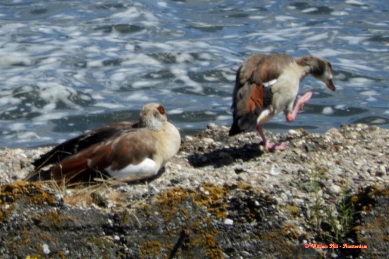 what are you doing Lunatic,  hot feet dance..?