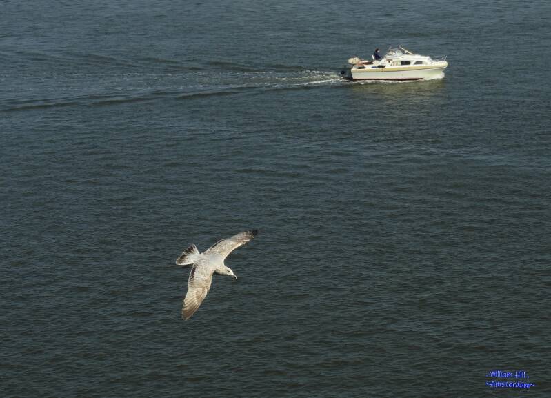 looking to a gull flying over
