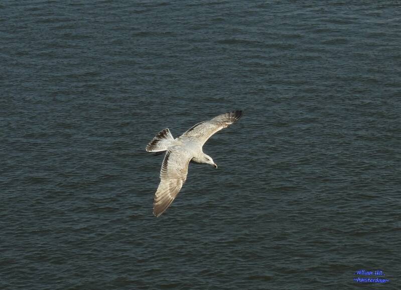 nice gull  - (14) 