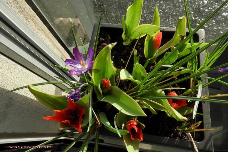 03, exchange of new red tulips for the dying crocuses