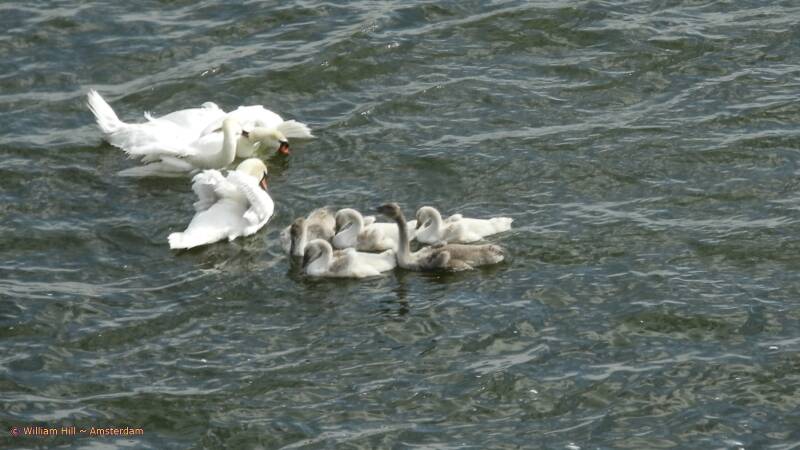 fight between the males of 2 families, our male is losing and mom comes to help