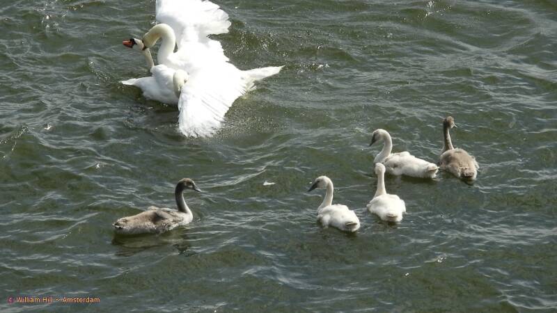 she bites the opponent in his wing and the kids encourage her