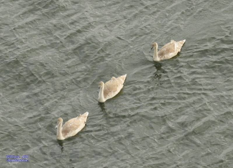 a day without the parents