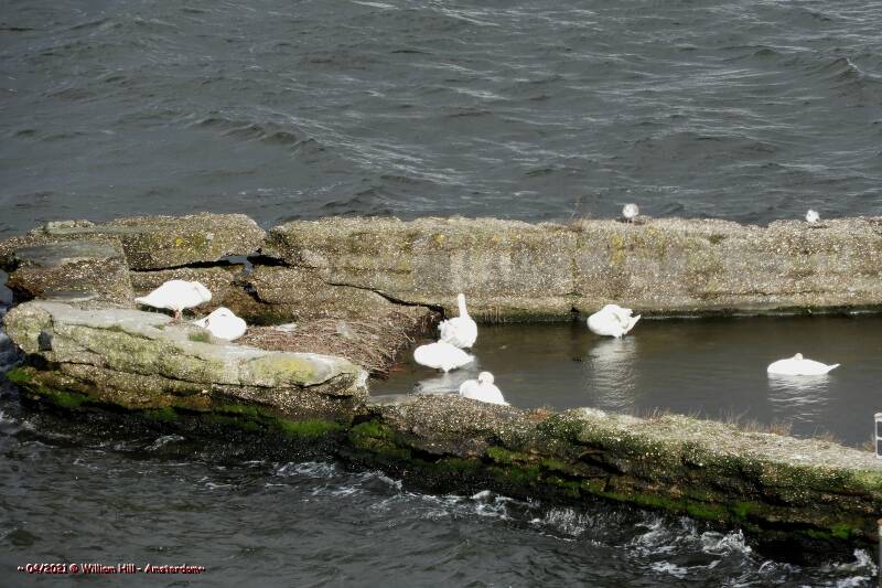 they cleaned out the nest nicely, perhaps with a little help from the yesterday wind