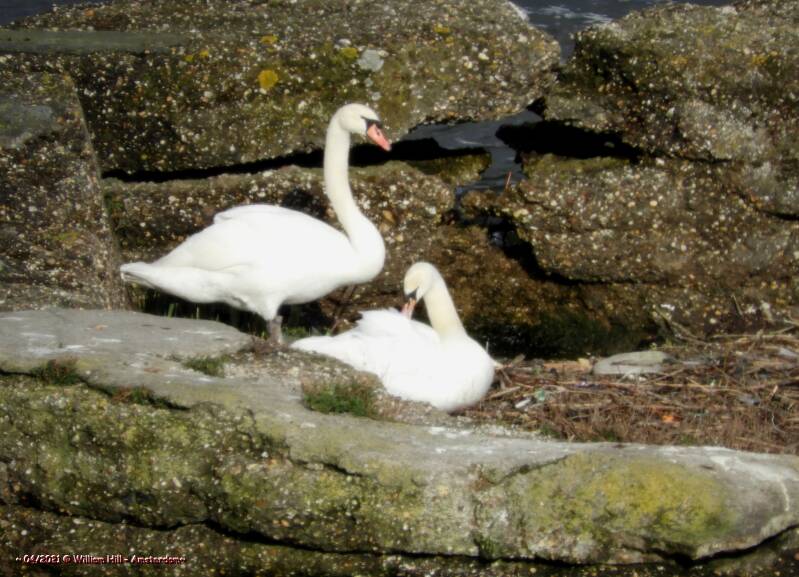 for some new parents or are it all &#039;sisters&#039; and is Macho-swan the man..